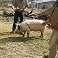 Afgán disznóvágás